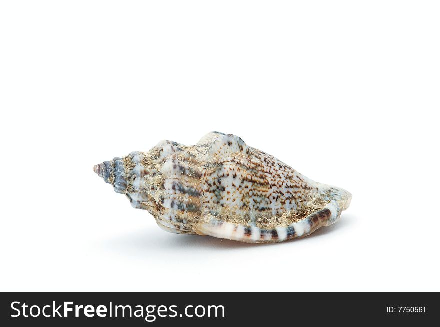 Seashell isolated on white background.