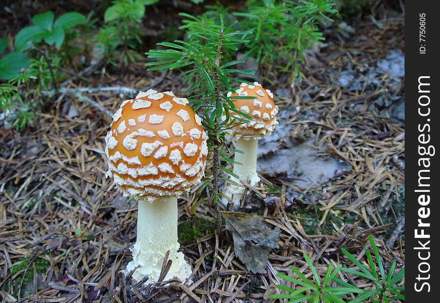 Two fly agarics in a forest, surrounden by brown leafs, plants and grass