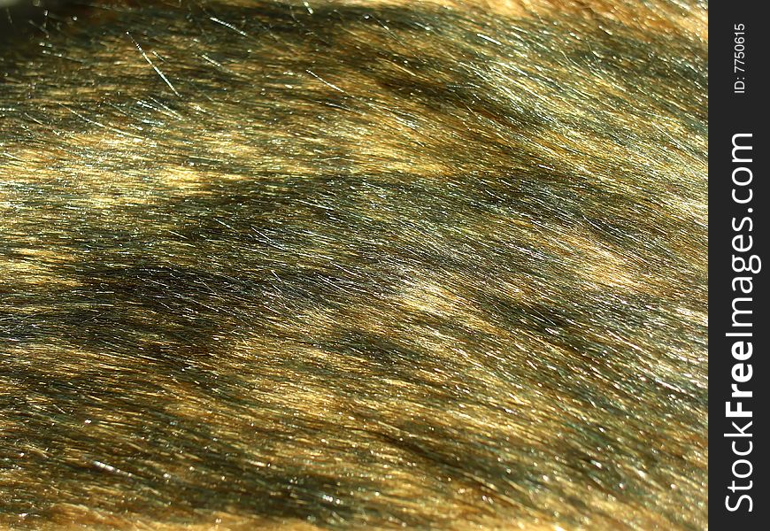 Fur close-up