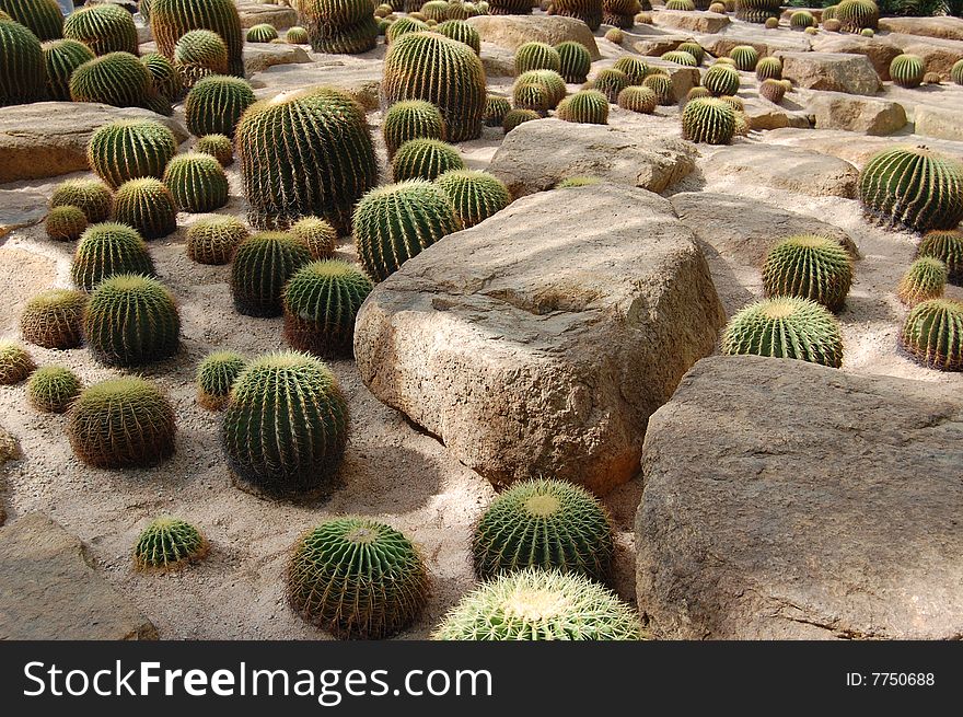 Cactuses... many cactuses in the Nong Nuch Garden in Pattaya, Thailand