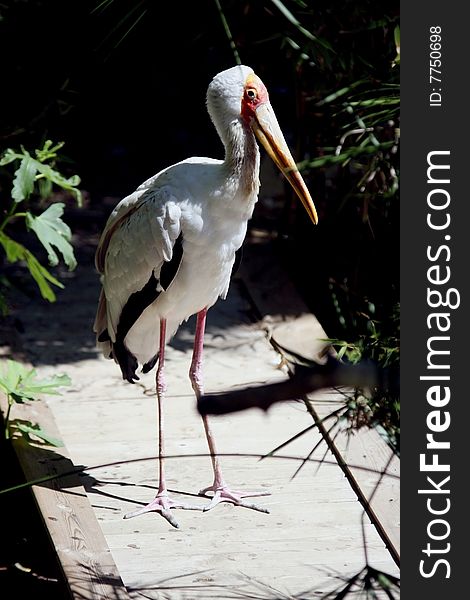 The Yellow-billed Stork, Mycteria ibis, is a large wading bird in the stork family Ciconiidae