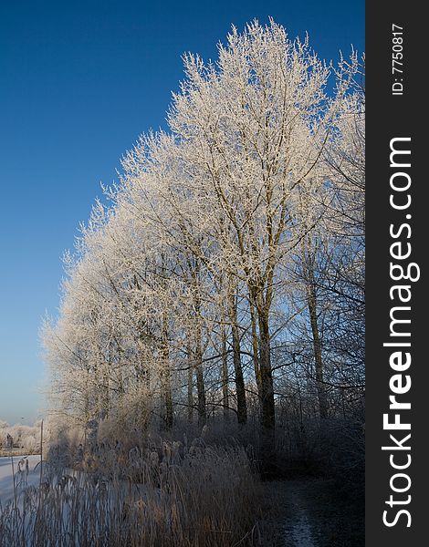 Frozen trees in a winter landscape. Frozen trees in a winter landscape
