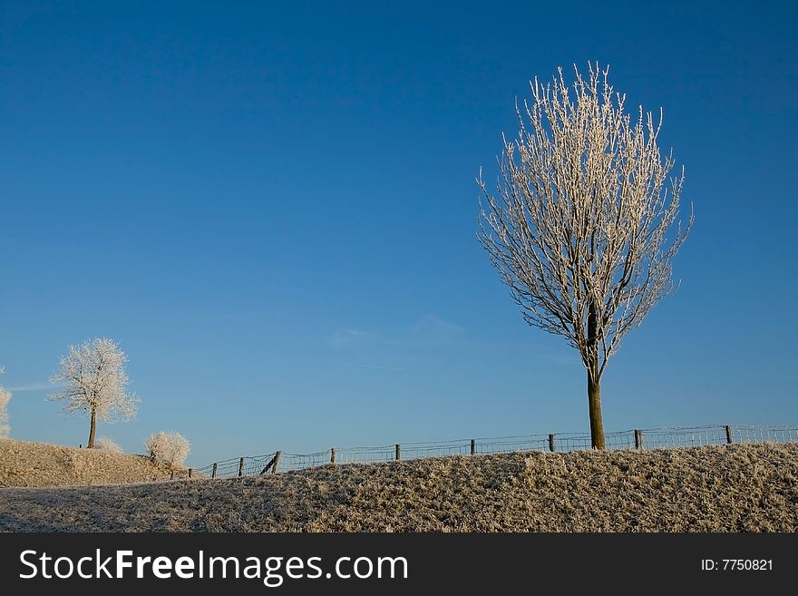 A tree covered with snow. A tree covered with snow