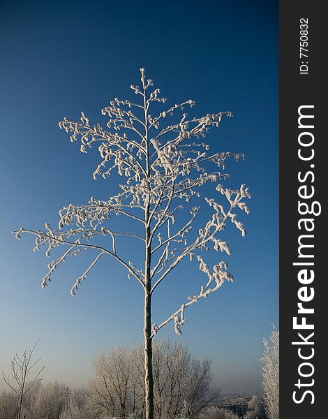 Frozen tree in a winter landscape. Frozen tree in a winter landscape