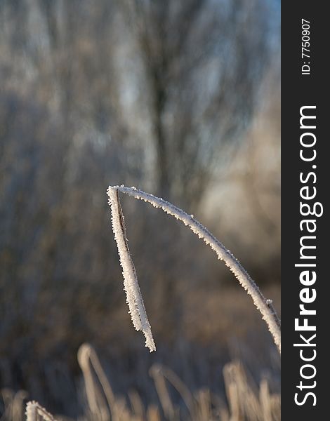 Frozen reed with a nice depth of field