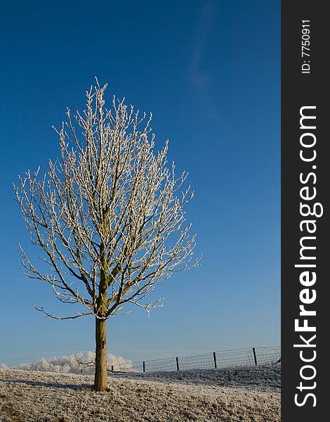 A single snowy tree in the field with a fence. A single snowy tree in the field with a fence