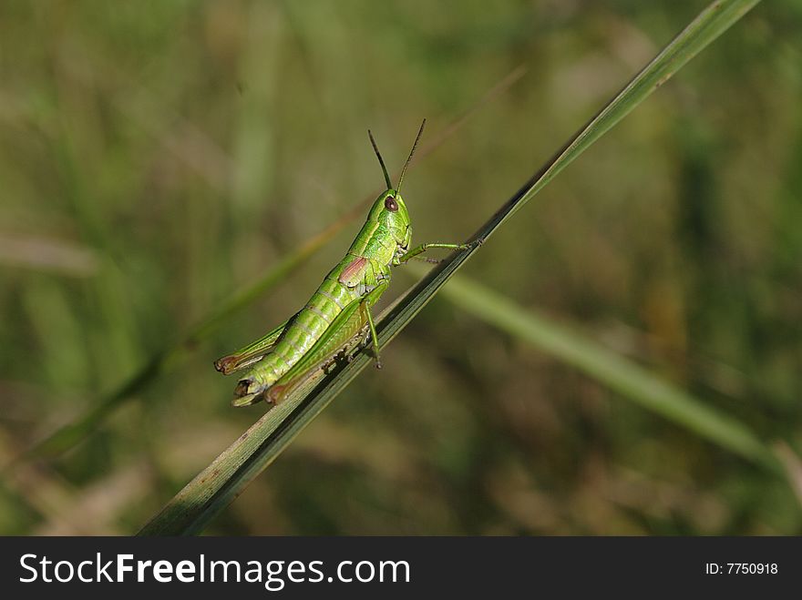 Grasshopper in the summer meadow