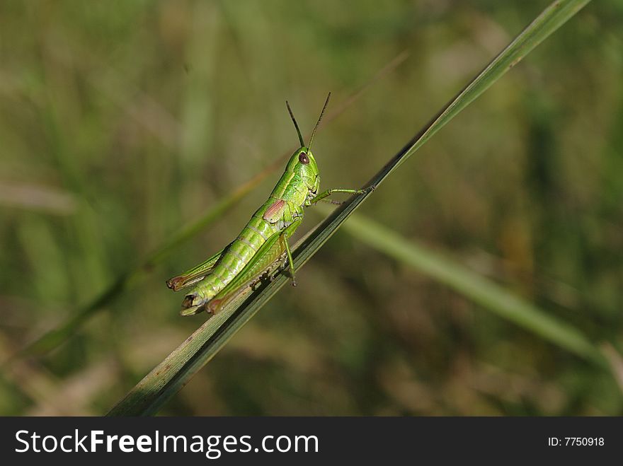 Grasshopper