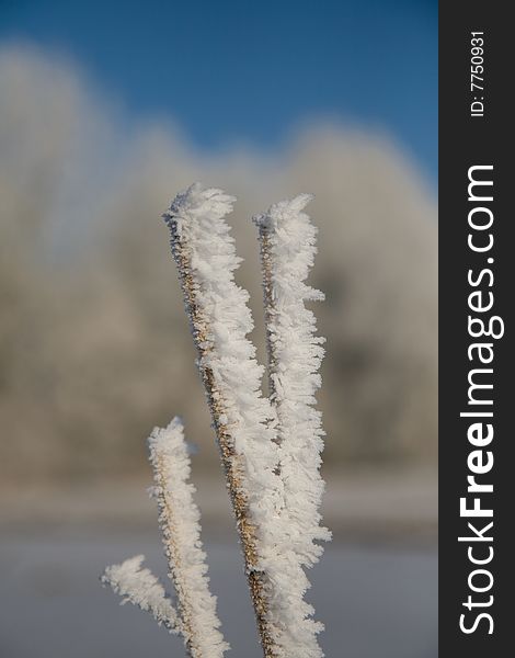 Frozen cane with a nice depth of field