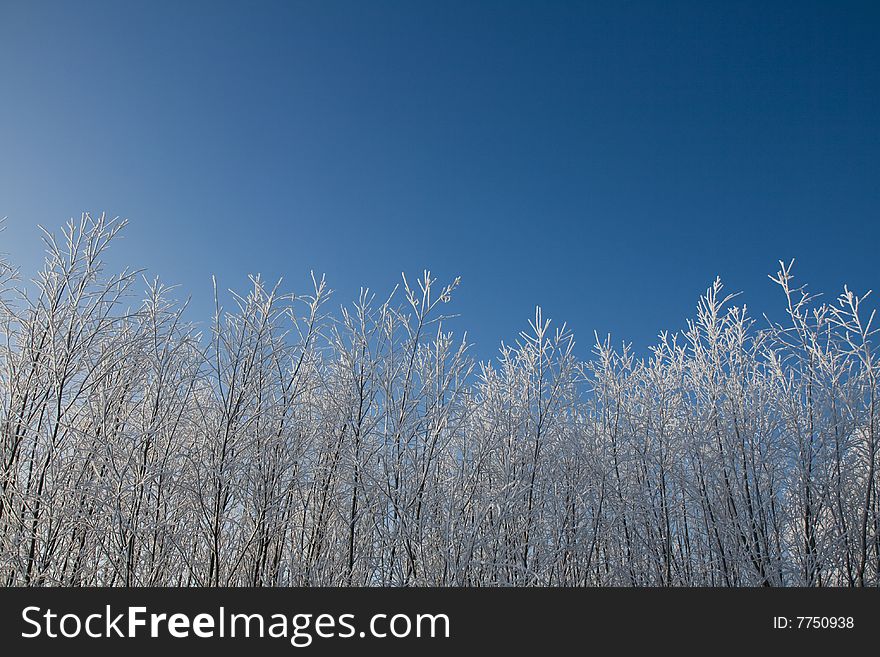 Tree Tops Covered In Snow