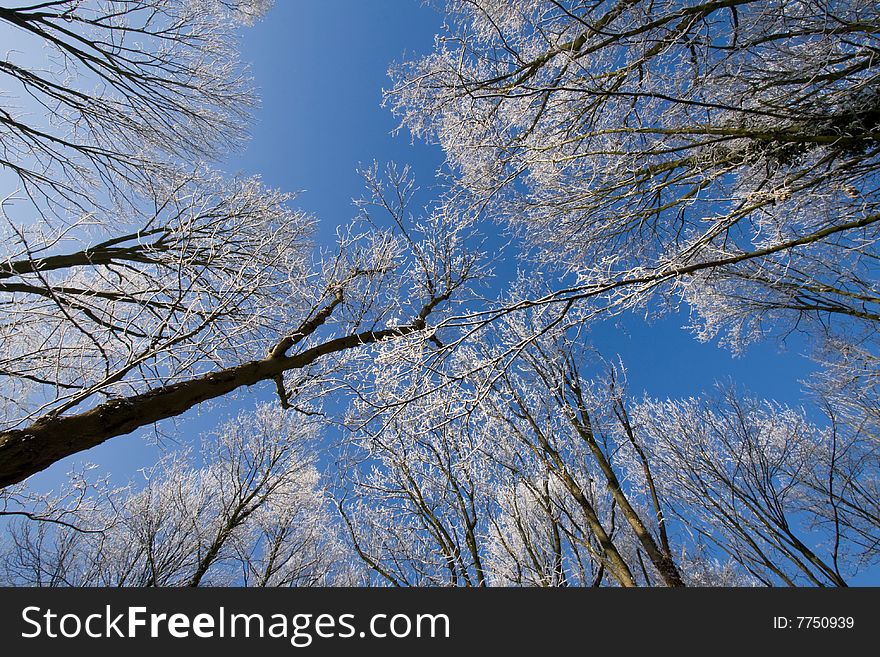 Snow On Trees