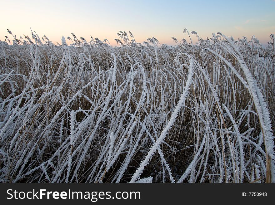 Frozen cane with a nice sky