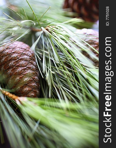 Pine nuts with pine tree branch on table