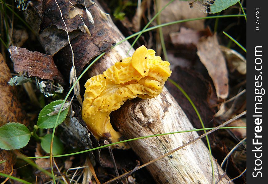 Yellow mushroom on the fallen branch