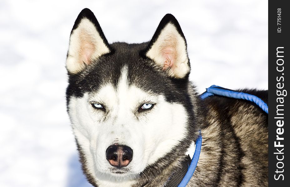 Portrait of a husky dog