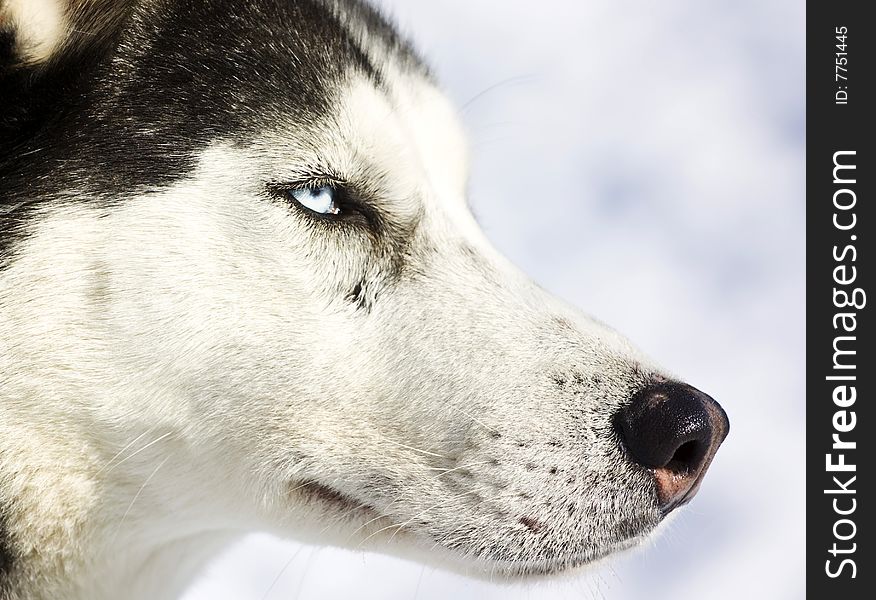 Portrait of a husky dog