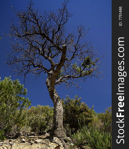 Bare tree against clear blue sky