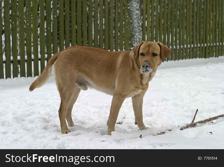 Happy labrador retriever standing in the garden