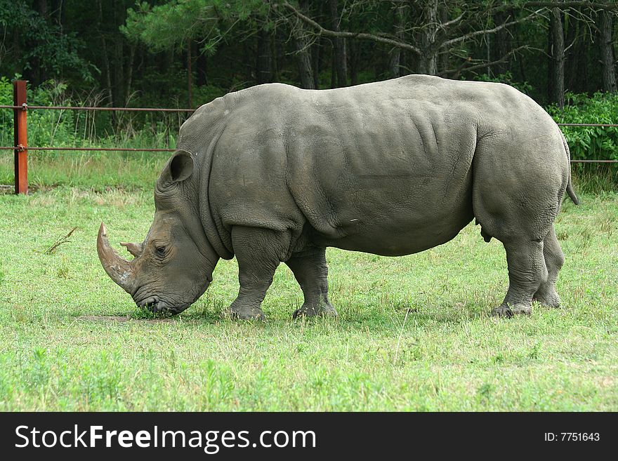 White Rhinoceros On The Savannah