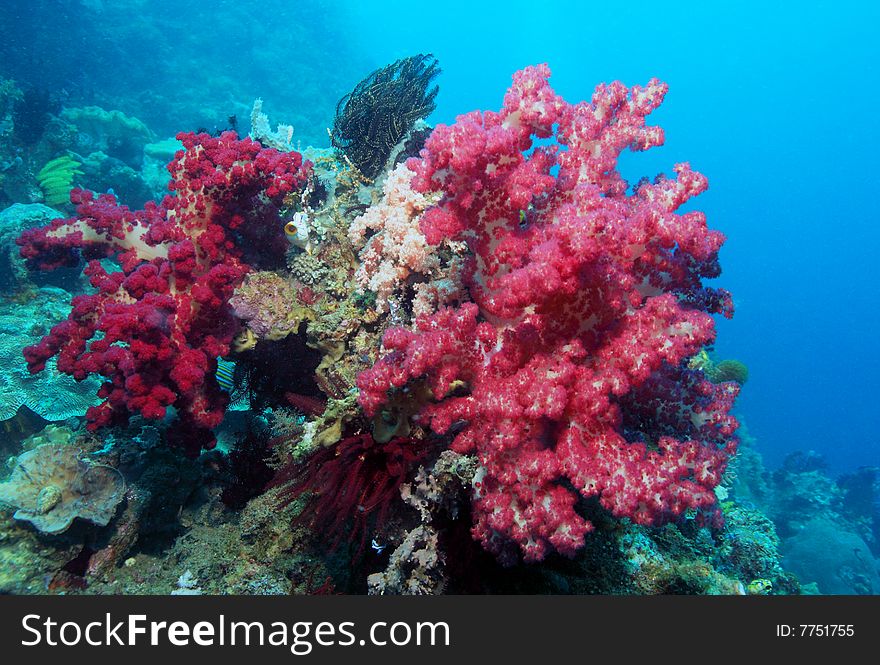 Indonesian coral reef in the Lembeh Straits