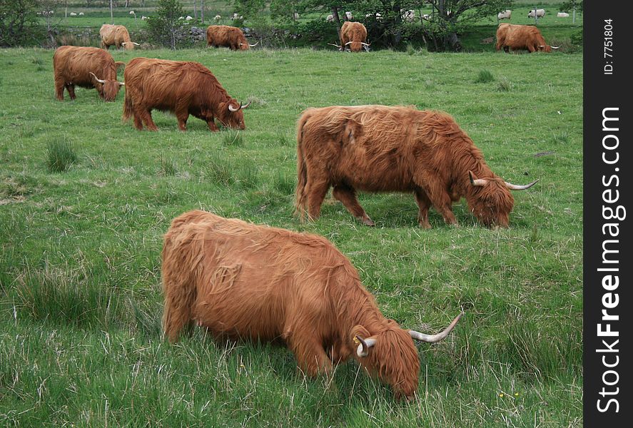 Highland cattle in meadow in Scotland