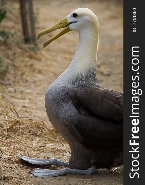 Close up of an endangered and breeding albatross. Close up of an endangered and breeding albatross