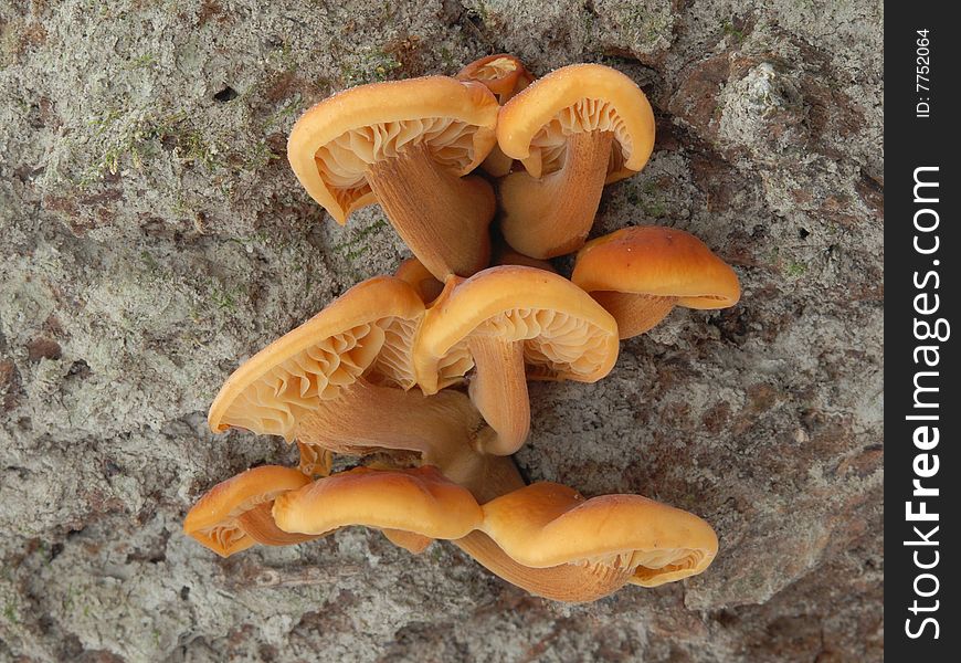 Good  mushroom, edible mushroom, fungi, flammulina, winter. Good  mushroom, edible mushroom, fungi, flammulina, winter