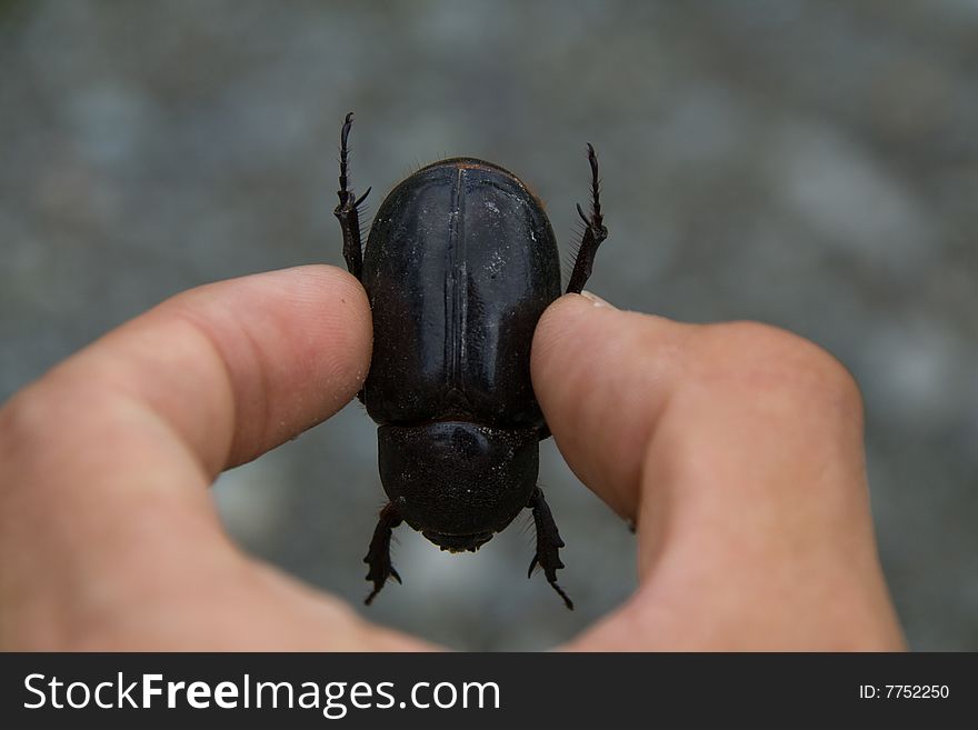 Checking a big black beetle in the rain forrest. Checking a big black beetle in the rain forrest