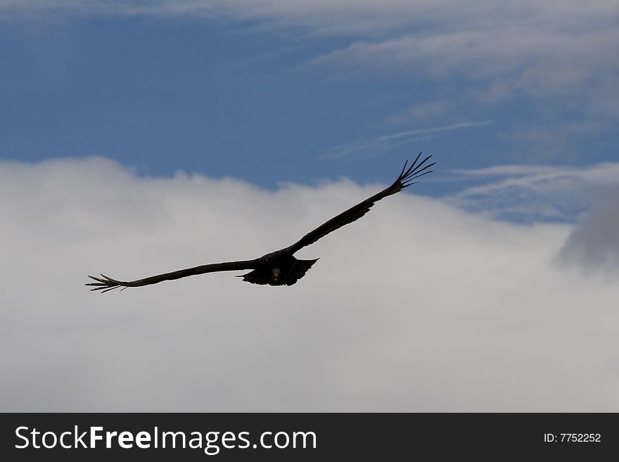 Big andean bird gliding through the air. Big andean bird gliding through the air