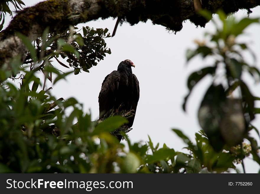 Big andean bird sitting on a tree