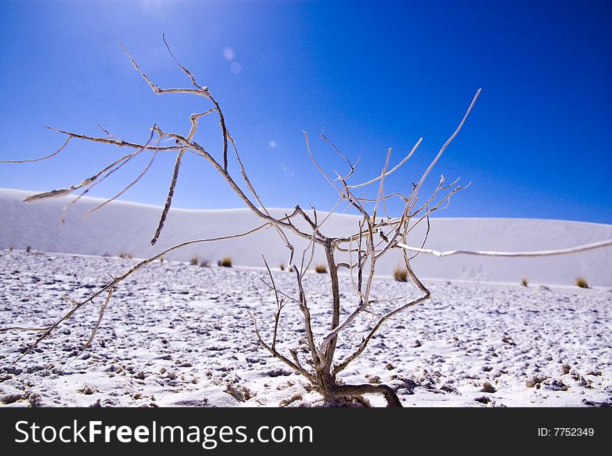 White sand desert