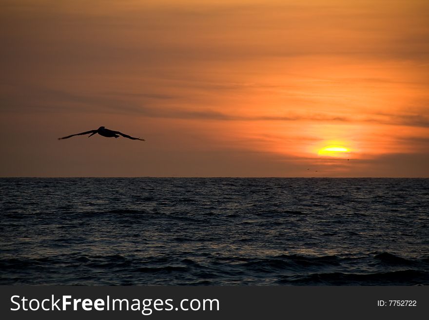 A pelikan flying into the red sunset. A pelikan flying into the red sunset