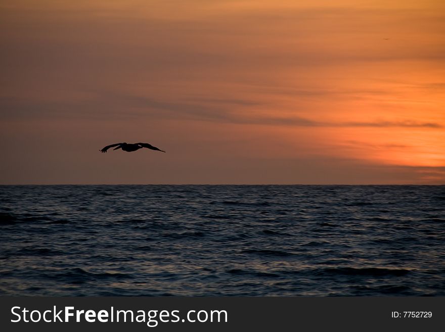 Sunset Pelikan