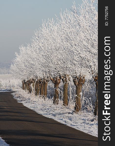 Willow trees with snow and frost