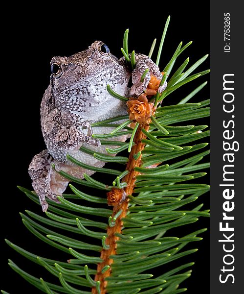 A gray tree frog is sitting on the top of an evergreen branch. A gray tree frog is sitting on the top of an evergreen branch.