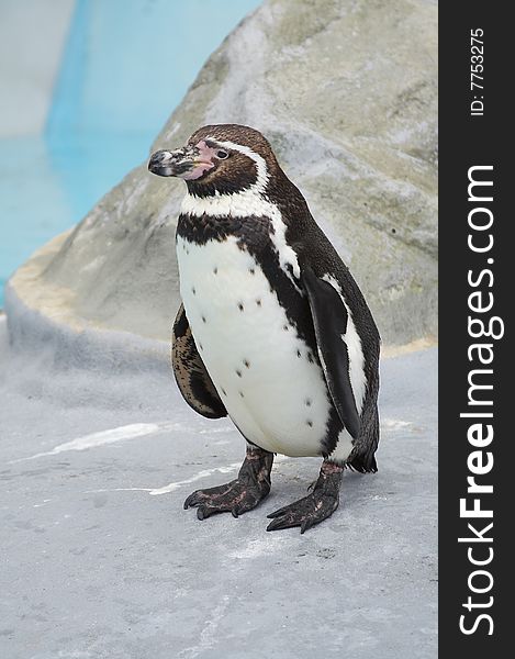 A penguin