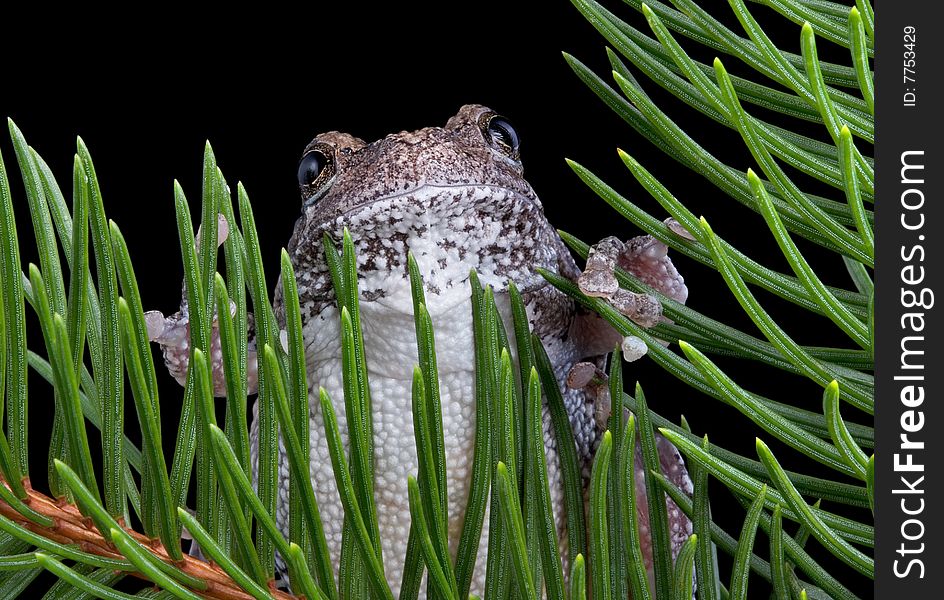 A gray tree frog is surrounded by evergreen branches. A gray tree frog is surrounded by evergreen branches.