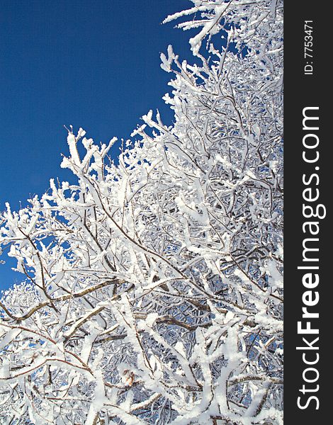 Twigs Covered With Hoarfrost