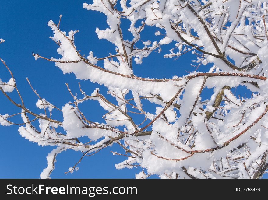 Twigs covered with thick layer of snow