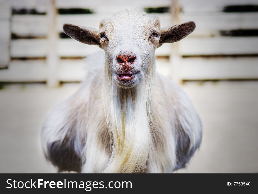 Portrait of a  smiling goat. Portrait of a  smiling goat