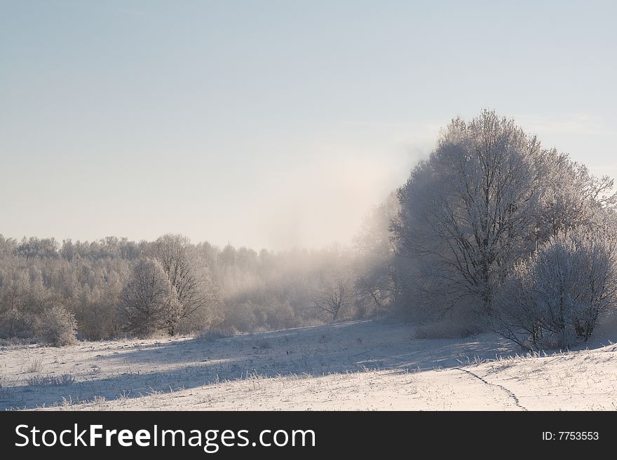 Winter scene - trees covered with snow