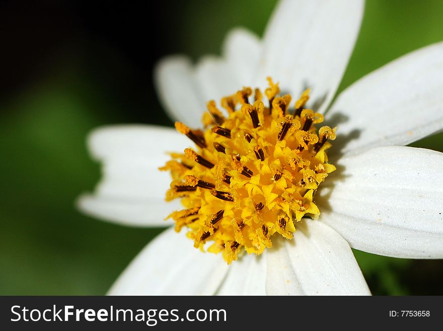 Use Macro lens shot of a flower. Use Macro lens shot of a flower