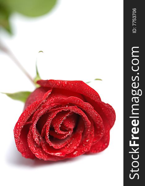 Beautiful red rose with water droplets isolated (shallow DOF)