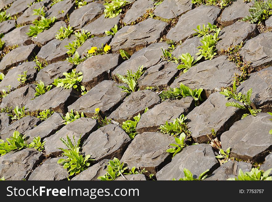 Green grass growing around gray stones. Green grass growing around gray stones