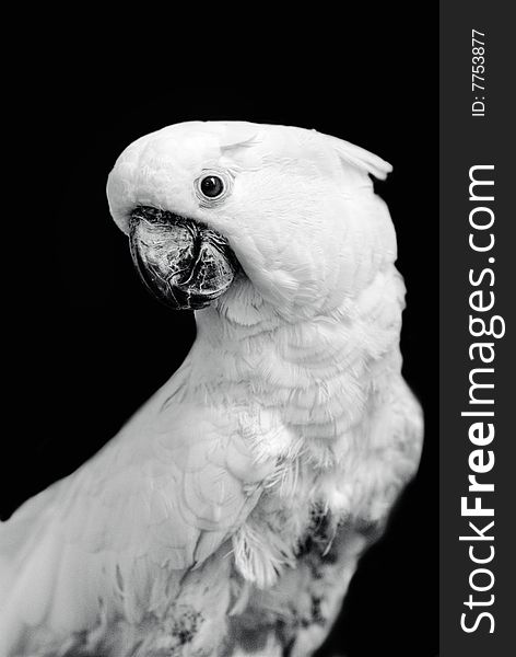 Magnificent Cockatoo