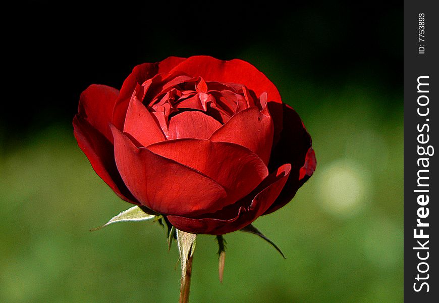 Red rose in summer in the garden