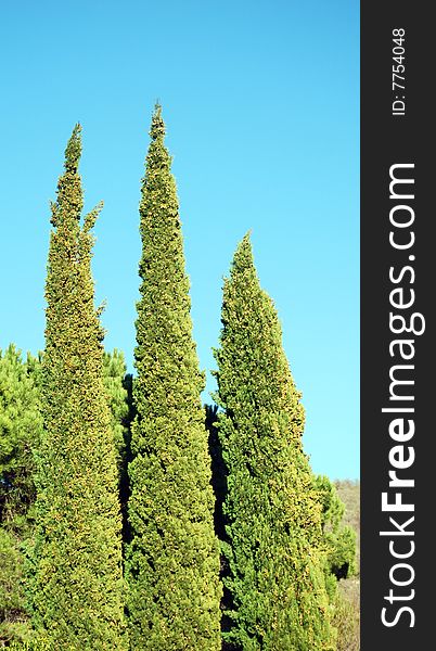 Three trees of cypress against a blue sky. Three trees of cypress against a blue sky