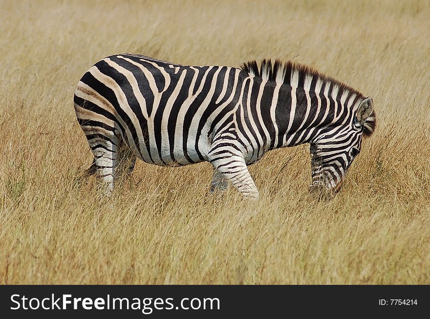 A Burchells Zebra (Equus quagga burchelli) in the Kruger Park, South Africa. A Burchells Zebra (Equus quagga burchelli) in the Kruger Park, South Africa.