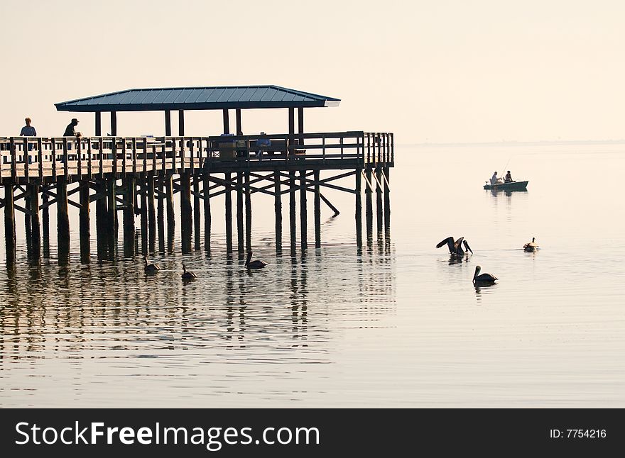 Early morning visitors at the local Pier in Florida. Early morning visitors at the local Pier in Florida.