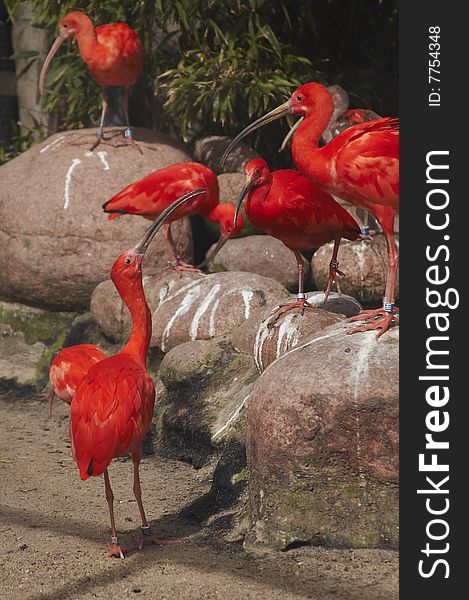 Red birds in the Cologne's zoo